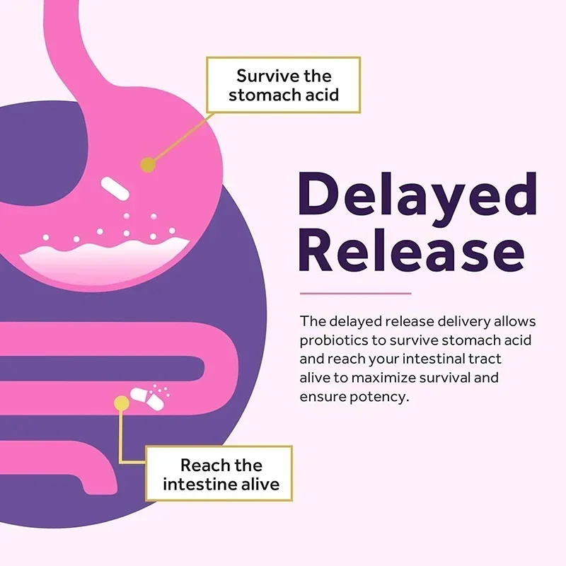 Women's Probiotic with Cranberry for Digestion & Urinary Health - Image 3